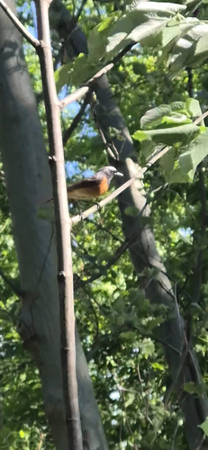 Common Redstart