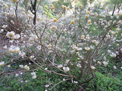 Edgeworthia chrysantha