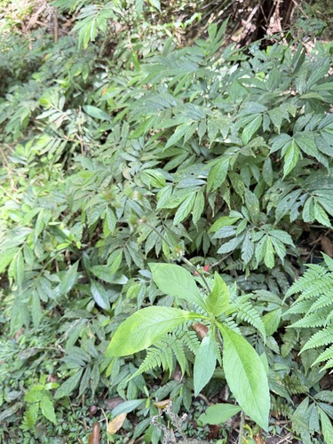 Elatostema lineolatum, photograph 2