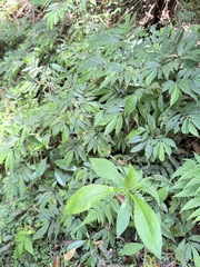 Elatostema lineolatum, photograph (c) Kiwi Shen, some rights reserved (CC BY)