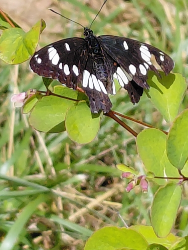 Southern White Admiral
