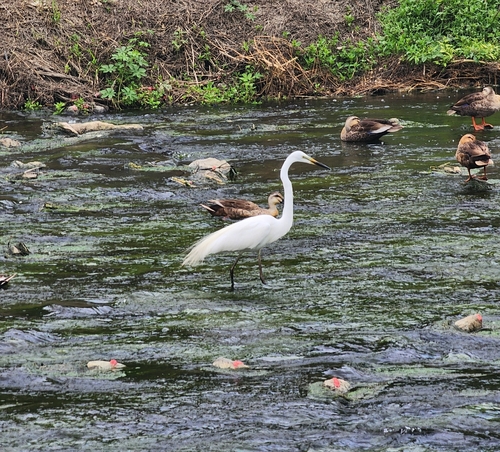 iNaturalist image