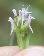 Plectritis ciliosa