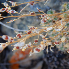 Draba oligosperma
