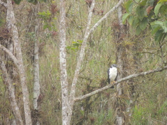 Pseudastur occidentalis