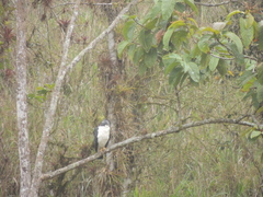 Pseudastur occidentalis