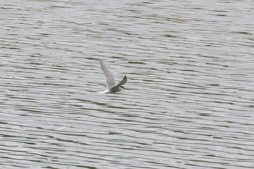 iNaturalist image