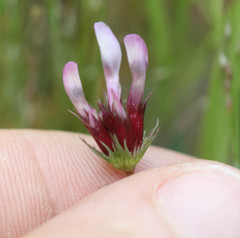 Trifolium oliganthum