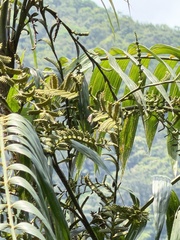 Calamus formosanus, photograph (c) Kiwi Shen, some rights reserved (CC BY)