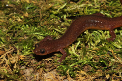 Eurycea multiplicata