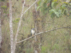 Pseudastur occidentalis