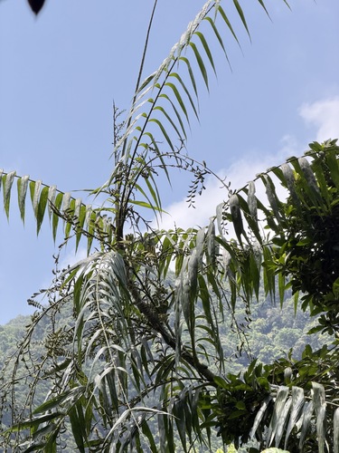 Calamus formosanus, photograph 3