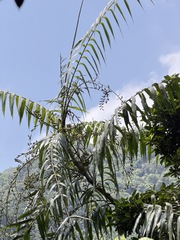 Calamus formosanus, photograph (c) Kiwi Shen, some rights reserved (CC BY)