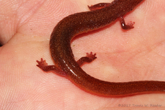 Eurycea multiplicata