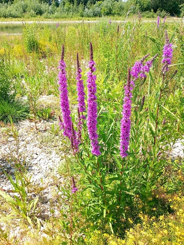 purple loosestrife