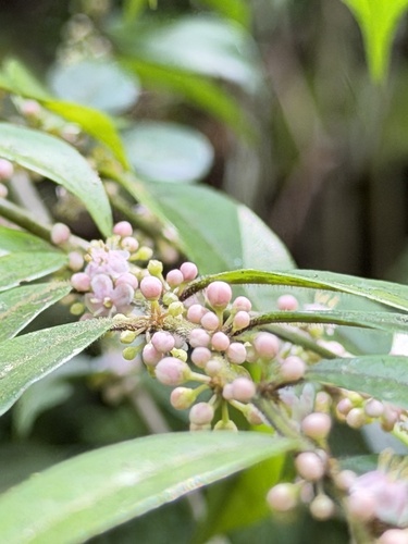 Ilex pubescens, photograph 3