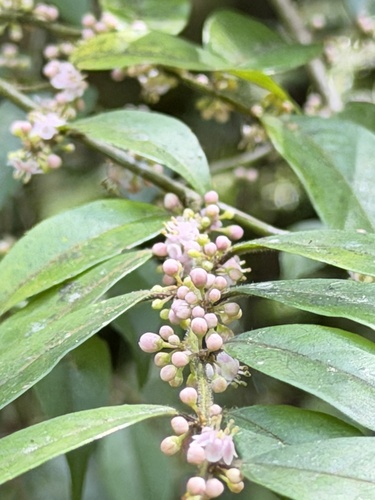 Ilex pubescens