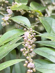 Ilex pubescens, photograph (c) Kiwi Shen, some rights reserved (CC BY)