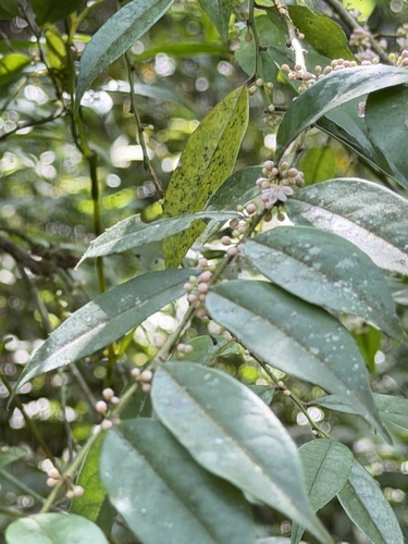 Ilex pubescens, photograph 2