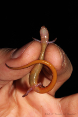 Eurycea multiplicata