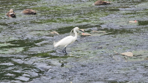 iNaturalist: (c) campbellfmh, some rights reserved (CC BY-NC) iNaturalist image