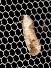 Acontia nivipicta