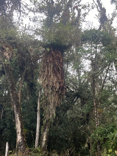 Dicksonia karsteniana, 2026-06-05