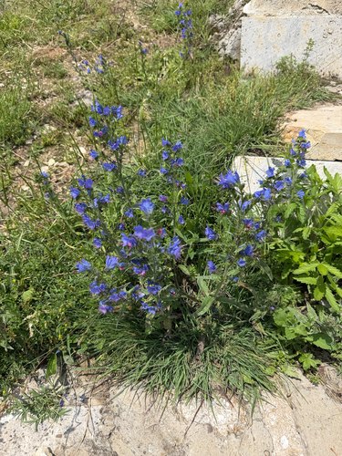 viper's-bugloss