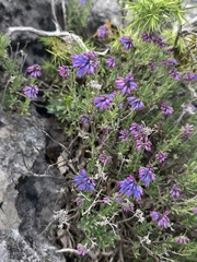 Moltkia petraea, photograph (c) fmunoz, some rights reserved (CC BY)