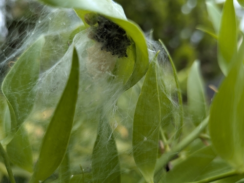 European Nursery Web spider