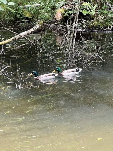 Mallard