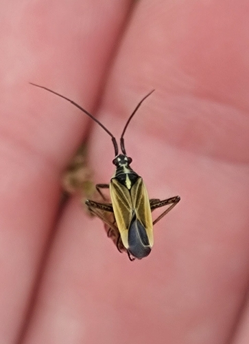Meadow Plant Bug