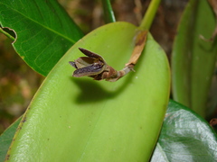 Acianthera saurocephala