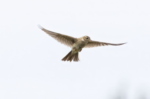 Eurasian Skylark (Alauda arvensis), photo 10