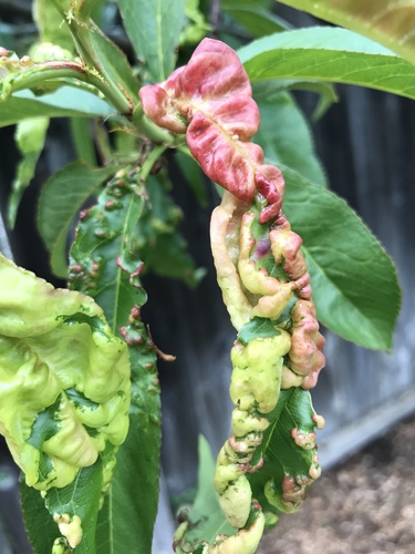 Peach Leaf Curl