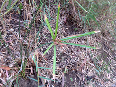Cyperus vaginatus