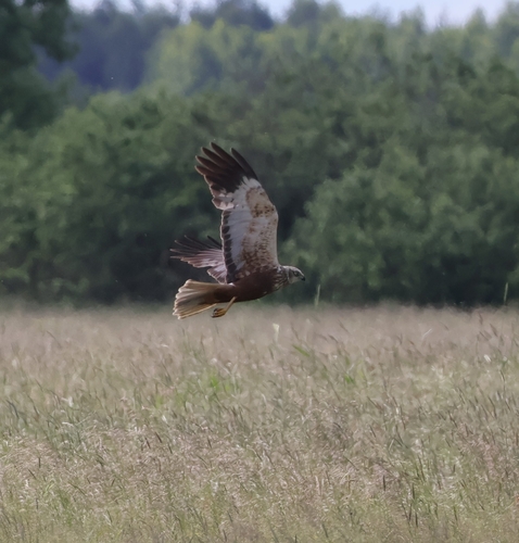 iNaturalist: (c) olock, some rights reserved (CC BY-NC), uploaded by olock iNaturalist image