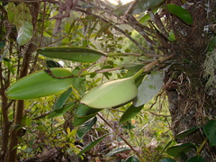 Acianthera saurocephala