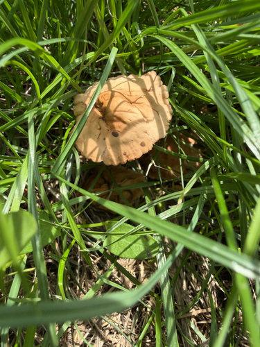 fairy ring marasmius