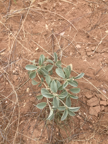 Leatherweed