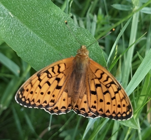 Dark Green Fritillary