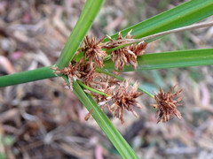 Cyperus vaginatus