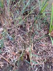 Cyperus vaginatus