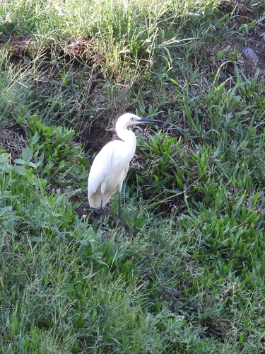 iNaturalist image