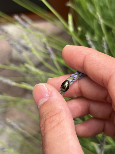 Rosemary Beetle