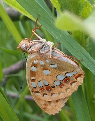 High Brown Fritillary