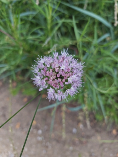 Longstamen Onion