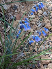 author not stated, no rights reserved Brimeura amethystina, photograph author not stated, no rights reserved