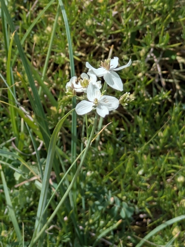 Thalictrum tuberosum, photograph 1