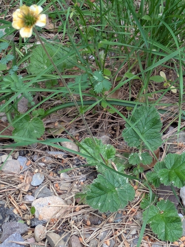 Geum sylvaticum, photograph 2